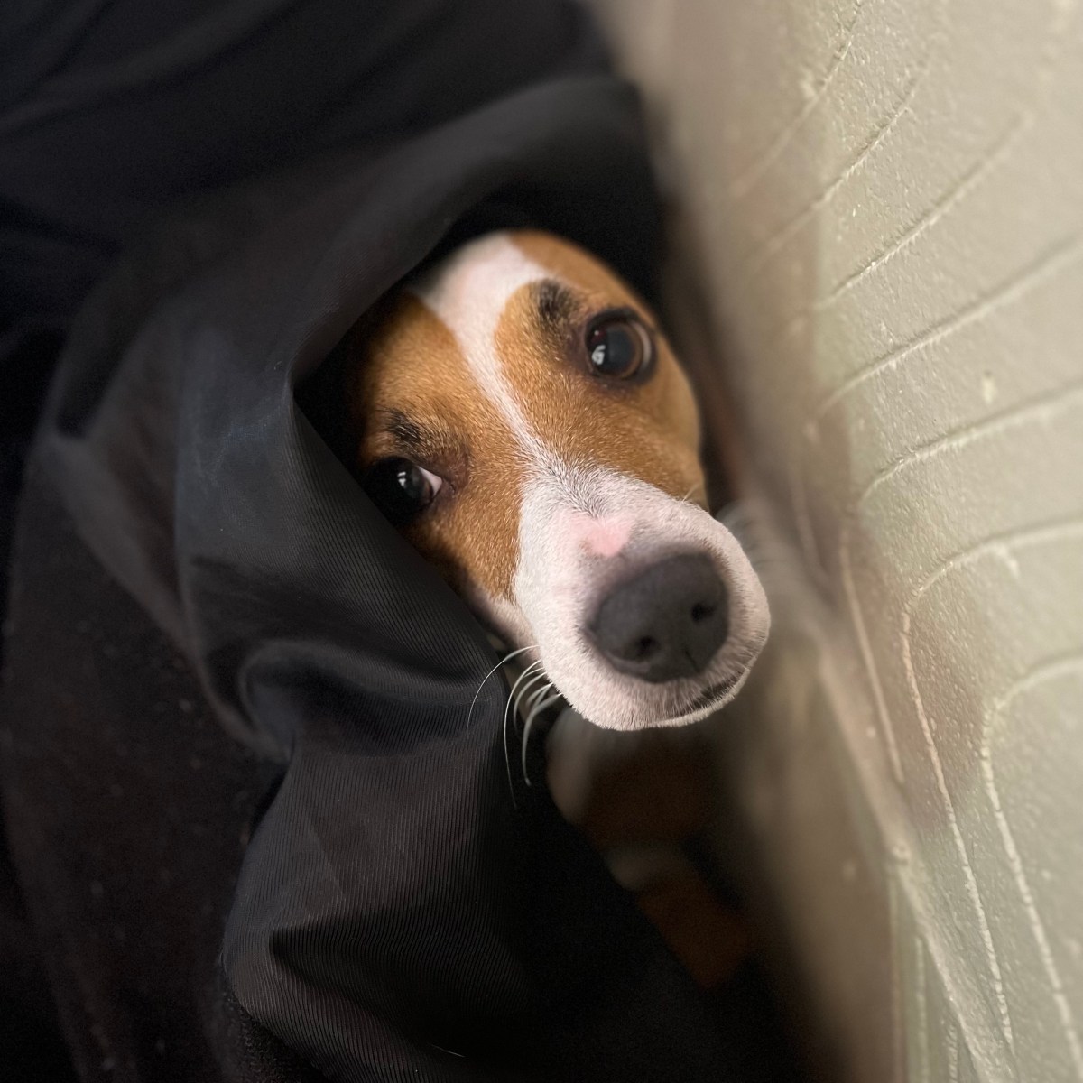 Paws, Popcorn and Productivity: Catford&nbsp;Mews