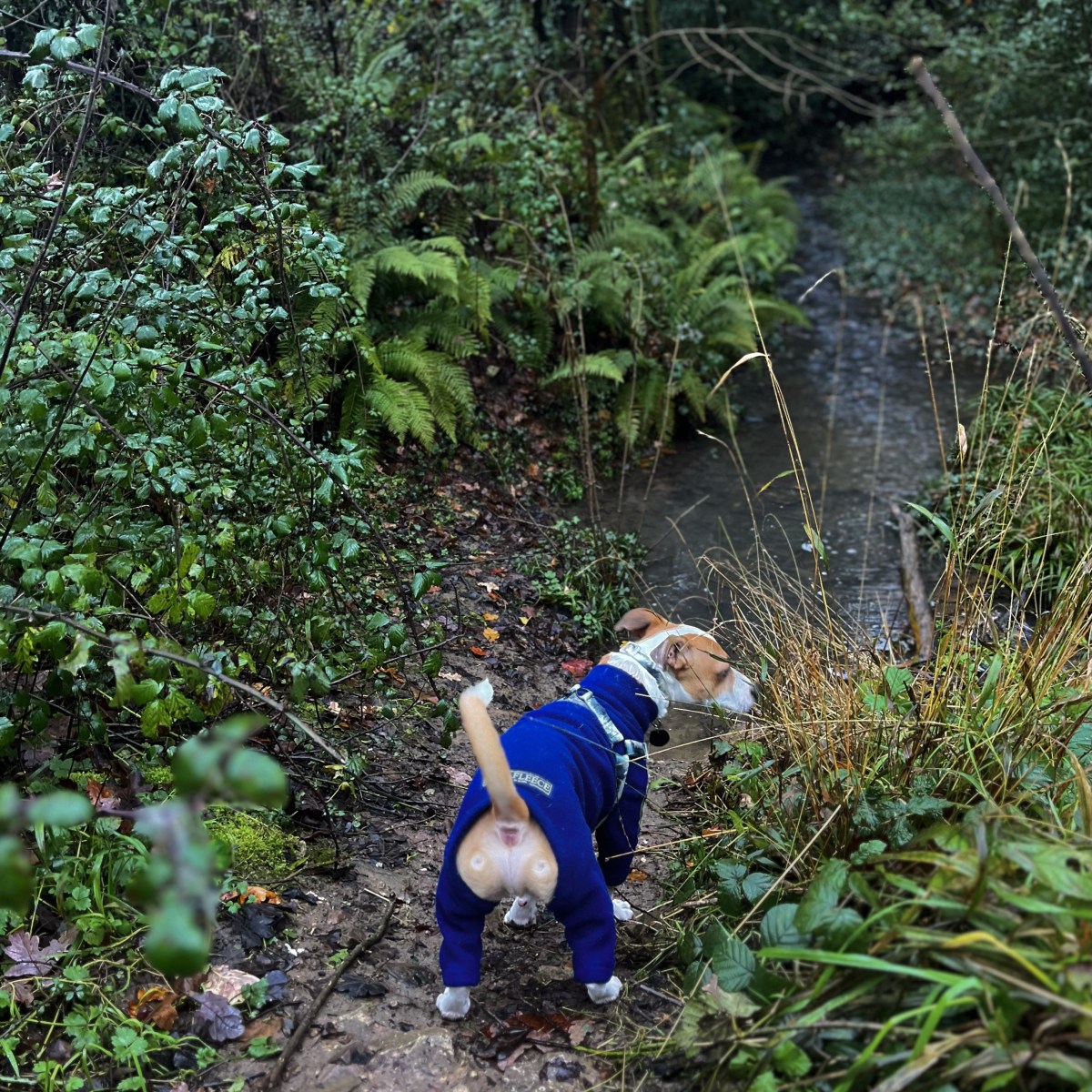 Exploring Llanbadoc and Cefn Ila: A Scenic Winter&nbsp;Walk