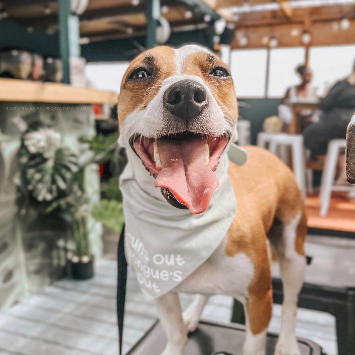 Rooftop Rendezvous: Bussey’s Dog-Friendly Open-Air Cinema &&nbsp;Bar