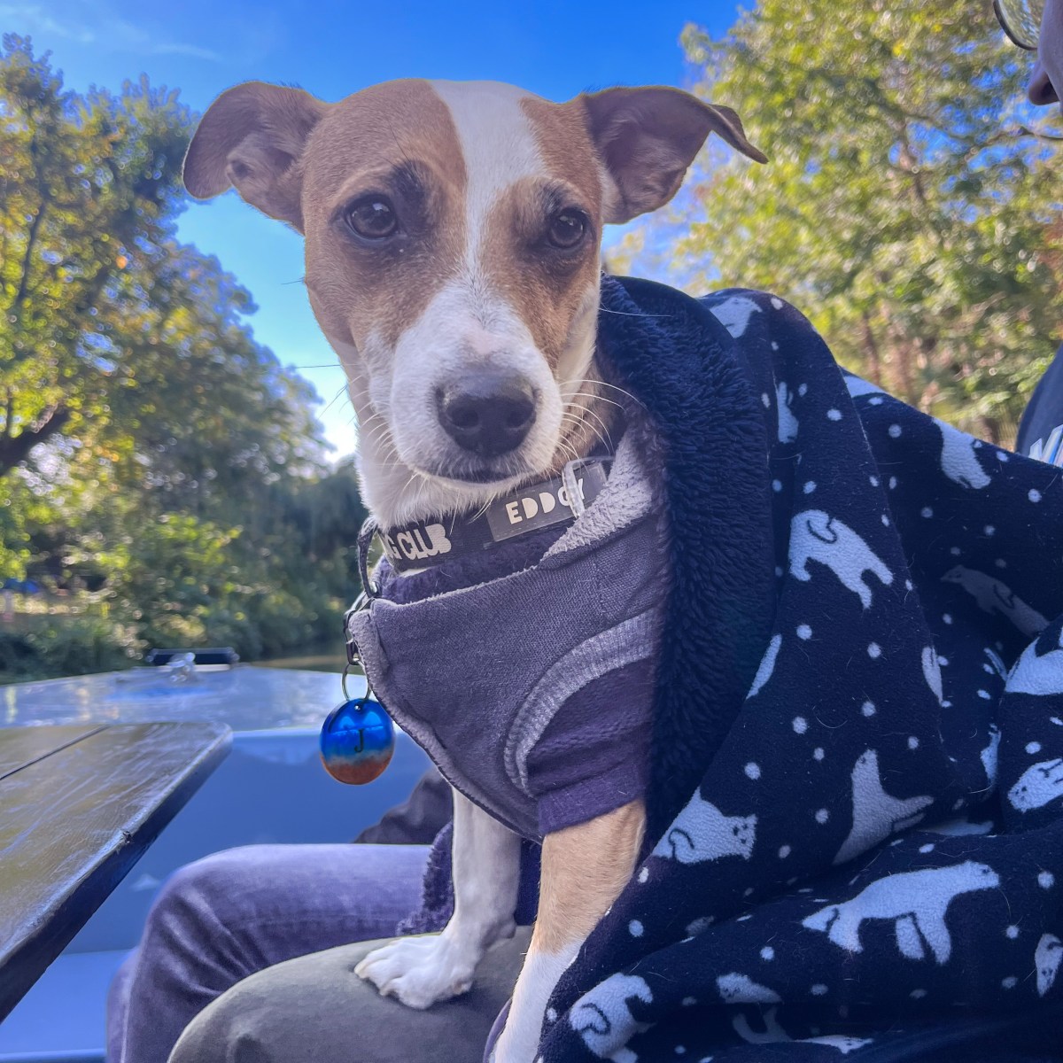 Navigating Dog-Friendly Waters: Our GoBoat London&nbsp;Adventure