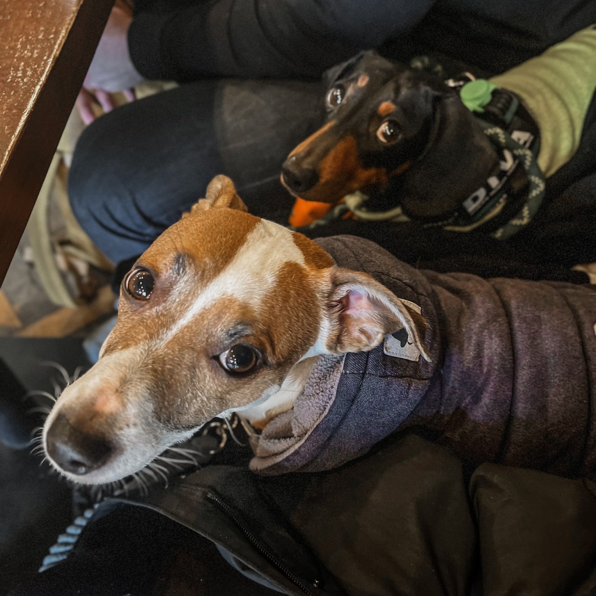 Embrace Productivity and Pawsitivity: A Day of ‘Work from Pub’ at The Artful Duke,&nbsp;Bromley