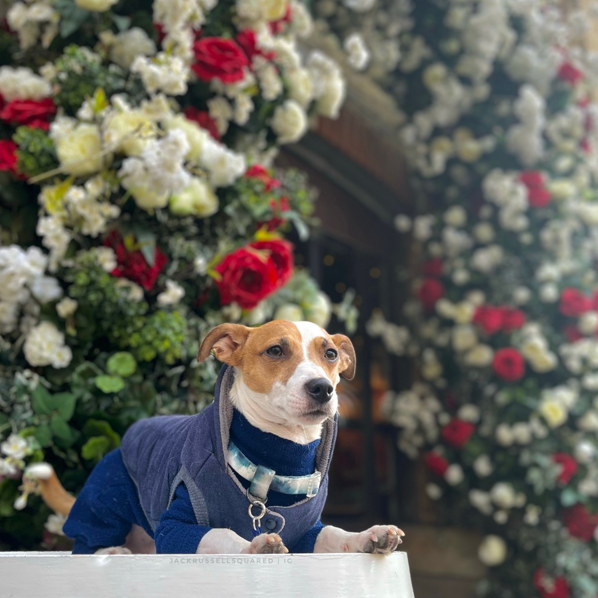 A Pawsitively Delicious Lunch Experience at Bermondsey Bar and&nbsp;Kitchen